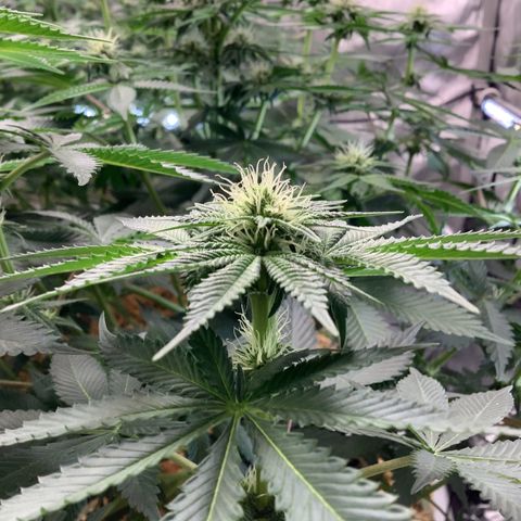  Bubble Gum x 88g13/hp #2 growlog timeline photo