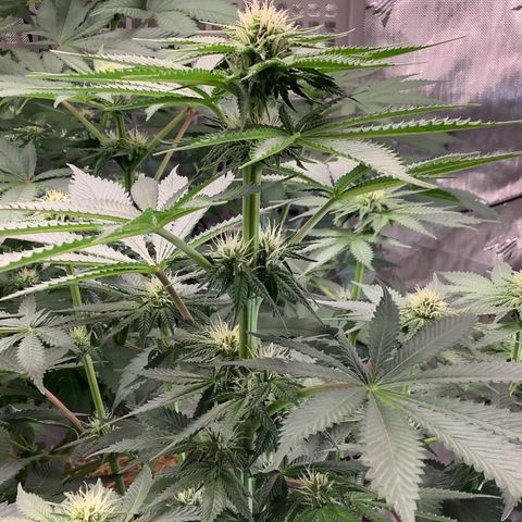  Bubble Gum x 88g13/hp #2 growlog timeline photo