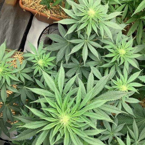  Bubble Gum x 88g13/hp #2 growlog timeline photo