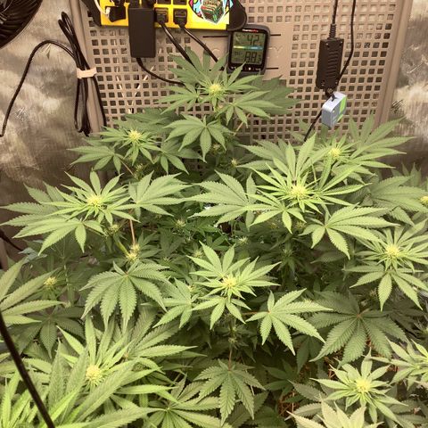  Bubble Gum x 88g13/hp #2 growlog timeline photo