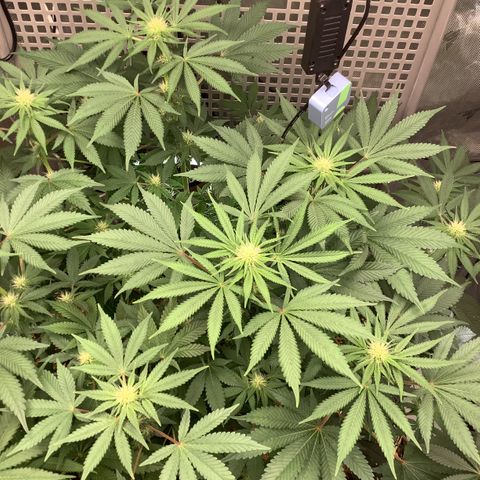  Bubble Gum x 88g13/hp #2 growlog timeline photo