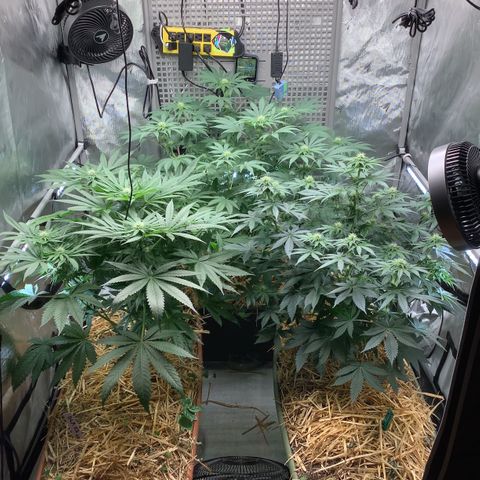  Bubble Gum x 88g13/hp #2 growlog timeline photo