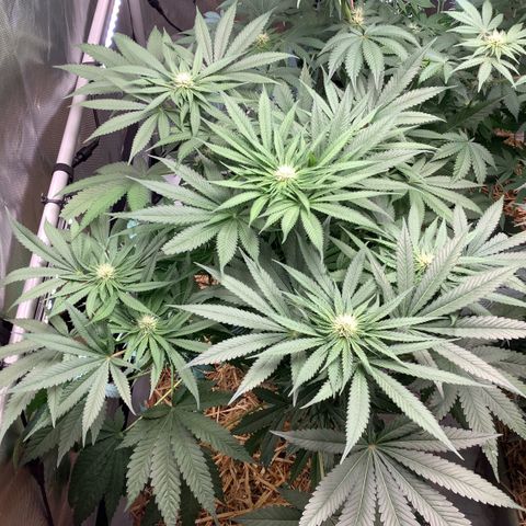  Bubble Gum x 88g13/hp #2 growlog timeline photo