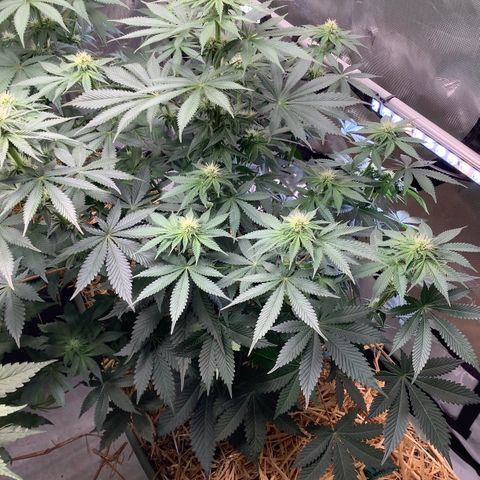  Bubble Gum x 88g13/hp #2 growlog timeline photo