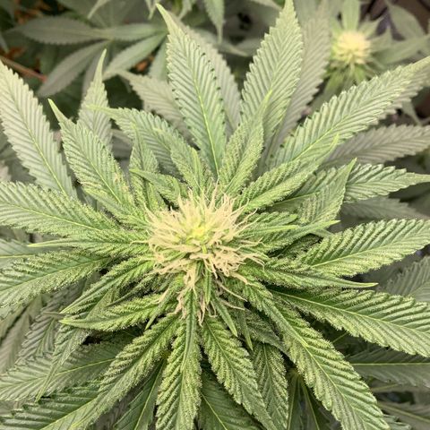  Bubble Gum x 88g13/hp #2 growlog timeline photo