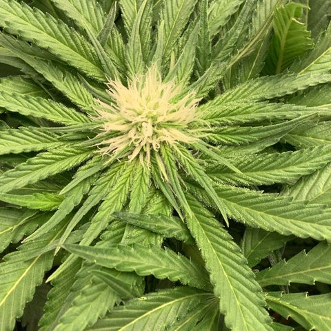  Bubble Gum x 88g13/hp #2 growlog timeline photo