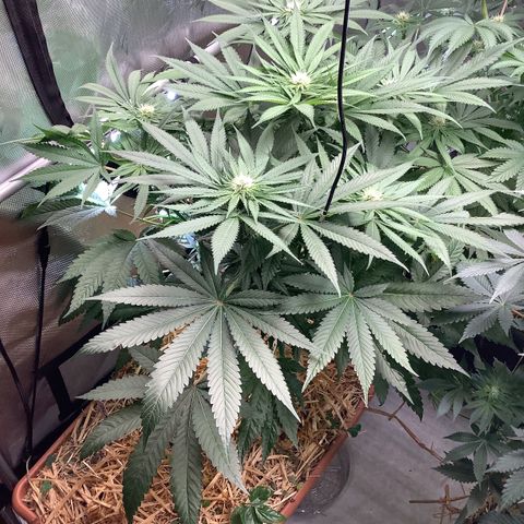  Bubble Gum x 88g13/hp #2 growlog timeline photo