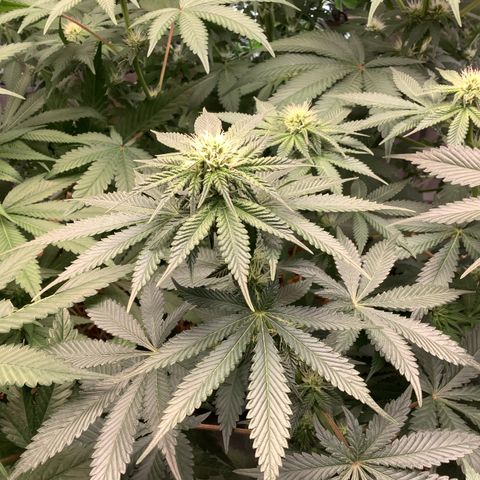  Bubble Gum x 88g13/hp #2 growlog timeline photo