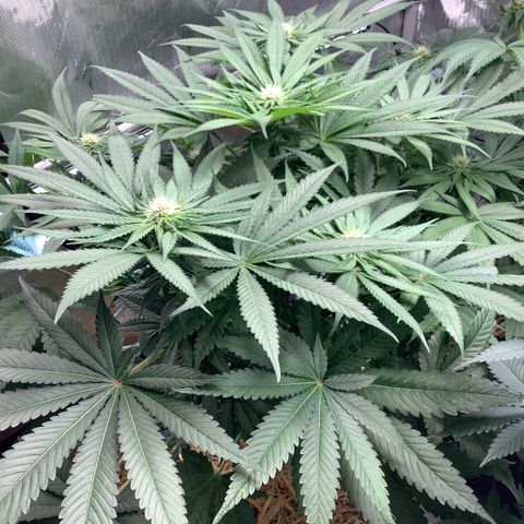  Bubble Gum x 88g13/hp #2 growlog timeline photo