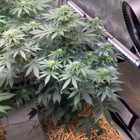  Bubble Gum x 88g13/hp #2 growlog timeline photo