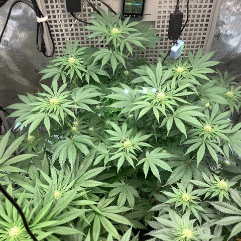  Bubble Gum x 88g13/hp #2 growlog timeline photo