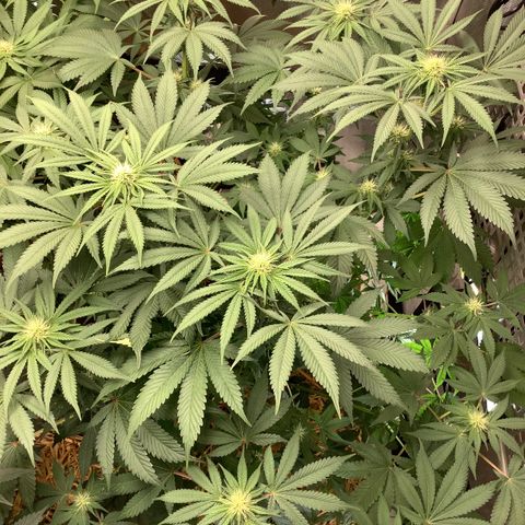  Bubble Gum x 88g13/hp #2 growlog timeline photo