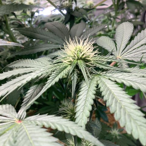  Bubble Gum x 88g13/hp #2 growlog timeline photo