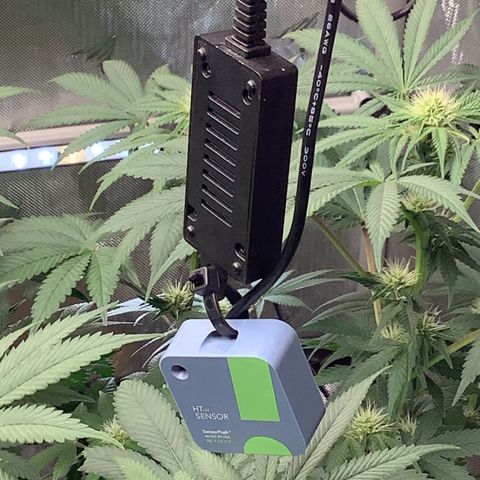  Bubble Gum x 88g13/hp #2 growlog timeline photo