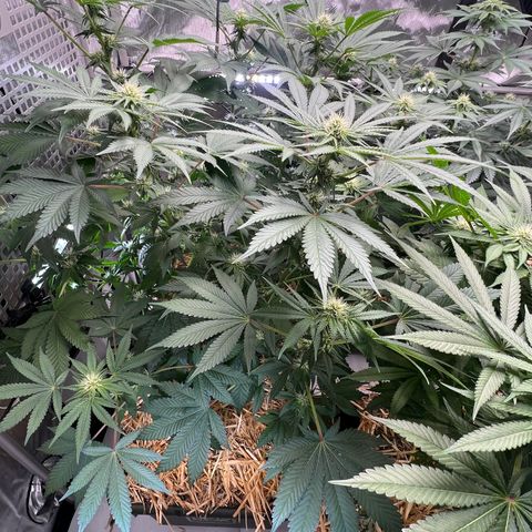 Bubble Gum x 88g13/hp #2 growlog timeline photo