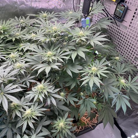  Bubble Gum x 88g13/hp #2 growlog timeline photo