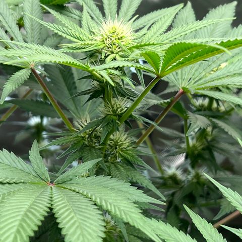  Bubble Gum x 88g13/hp #2 growlog timeline photo
