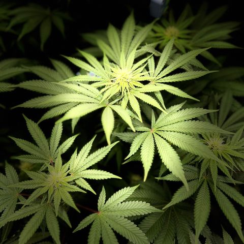  Bubble Gum x 88g13/hp #2 growlog timeline photo
