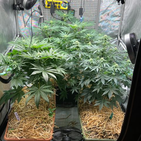  Bubble Gum x 88g13/hp #2 growlog timeline photo