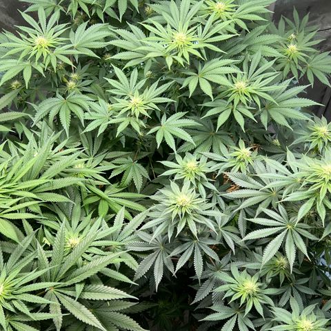  Bubble Gum x 88g13/hp #2 growlog timeline photo