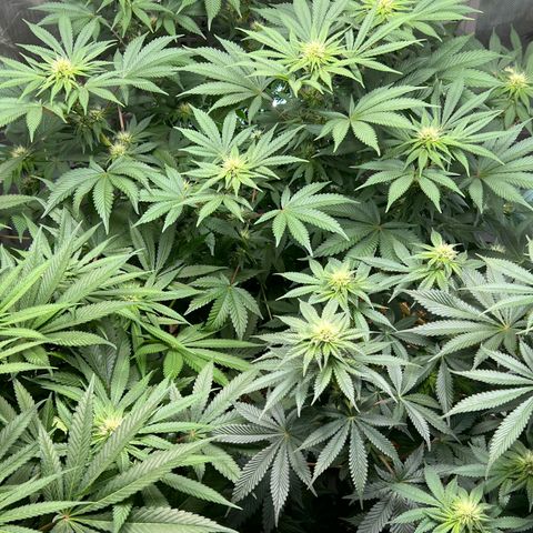  Bubble Gum x 88g13/hp #2 growlog timeline photo