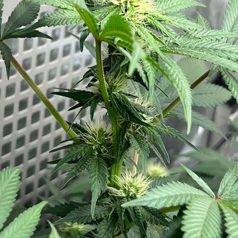  Bubble Gum x 88g13/hp #2 growlog timeline photo