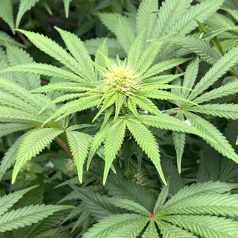  Bubble Gum x 88g13/hp #2 growlog timeline photo