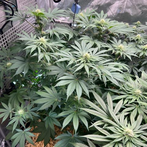  Bubble Gum x 88g13/hp #2 growlog timeline photo