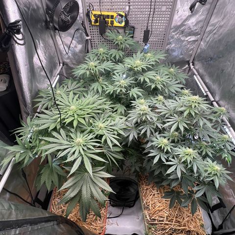  Bubble Gum x 88g13/hp #2 growlog timeline photo