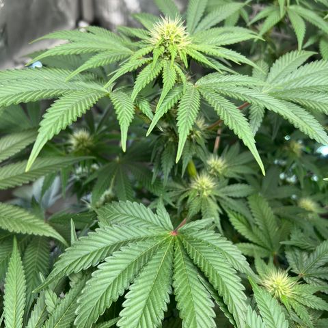  Bubble Gum x 88g13/hp #2 growlog timeline photo