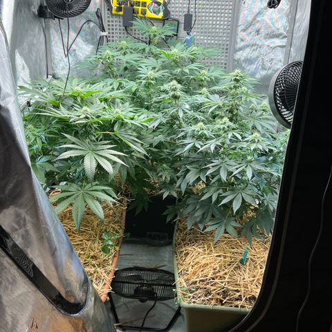  Bubble Gum x 88g13/hp #2 growlog timeline photo