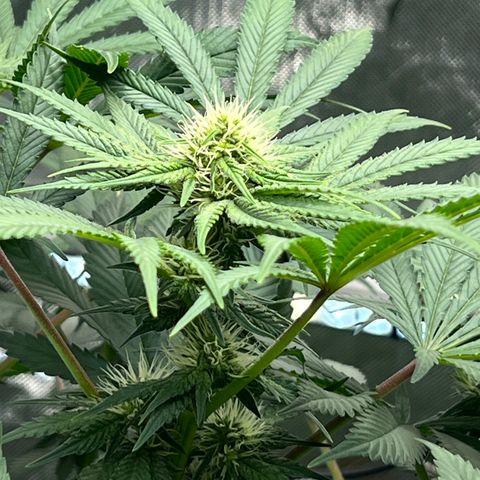  Bubble Gum x 88g13/hp #2 growlog timeline photo