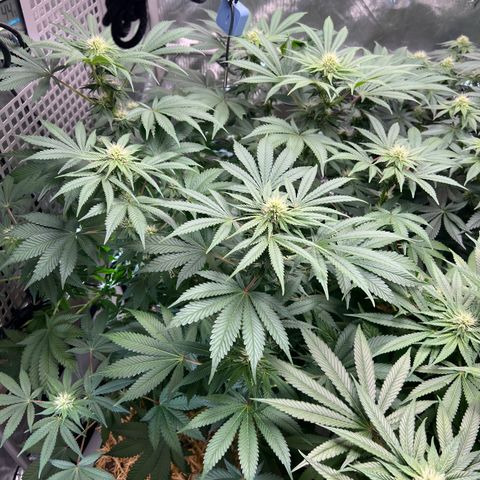  Bubble Gum x 88g13/hp #2 growlog timeline photo