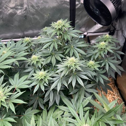  Bubble Gum x 88g13/hp #2 growlog timeline photo