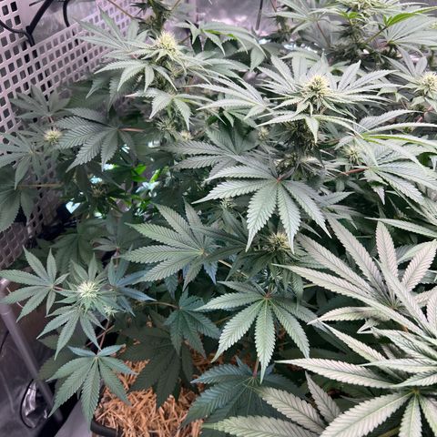  Bubble Gum x 88g13/hp #2 growlog timeline photo