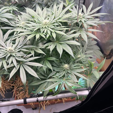  Bubble Gum x 88g13/hp #2 growlog timeline photo
