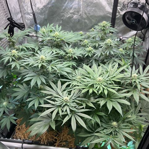  Bubble Gum x 88g13/hp #2 growlog timeline photo