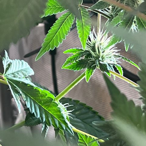  Bubble Gum x 88g13/hp #2 growlog timeline photo