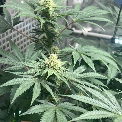  Bubble Gum x 88g13/hp #2 growlog timeline photo