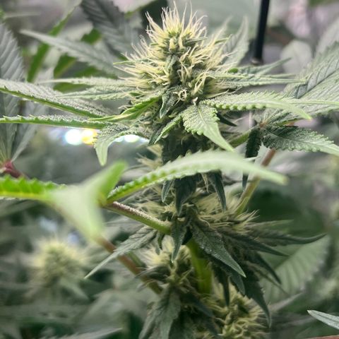  Bubble Gum x 88g13/hp #2 growlog timeline photo