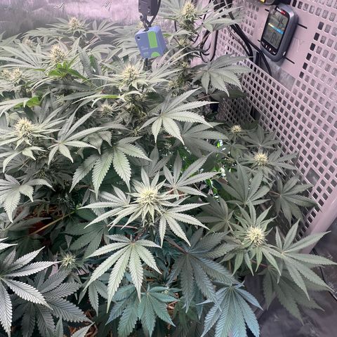  Bubble Gum x 88g13/hp #2 growlog timeline photo