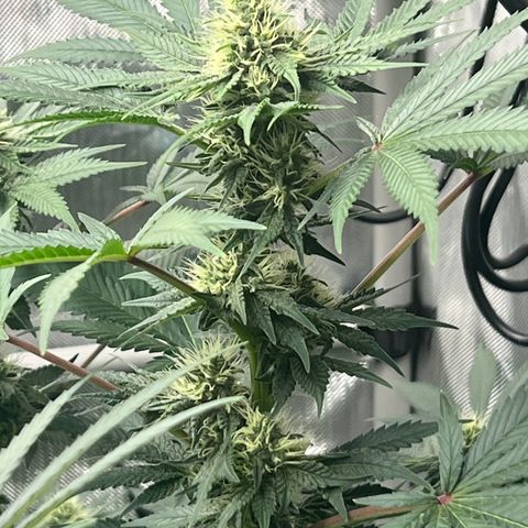  Bubble Gum x 88g13/hp #2 growlog timeline photo