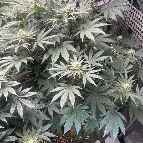  Bubble Gum x 88g13/hp #2 growlog timeline photo