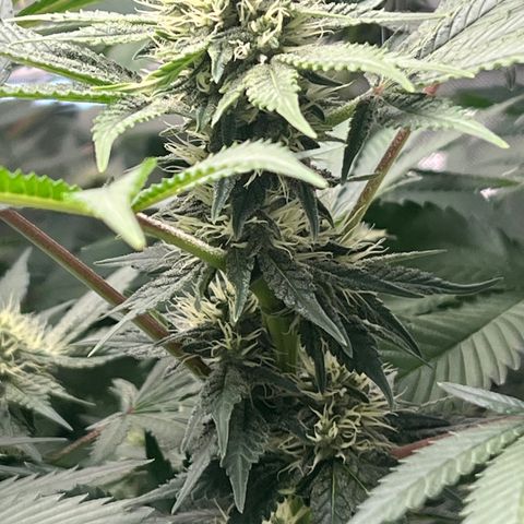  Bubble Gum x 88g13/hp #2 growlog timeline photo