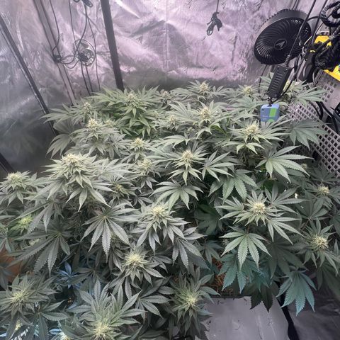  Bubble Gum x 88g13/hp #2 growlog timeline photo