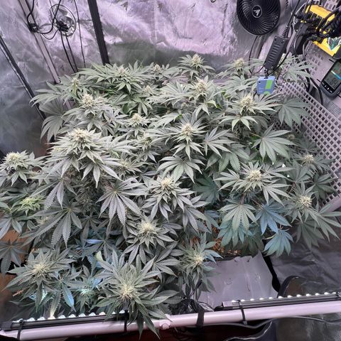  Bubble Gum x 88g13/hp #2 growlog timeline photo
