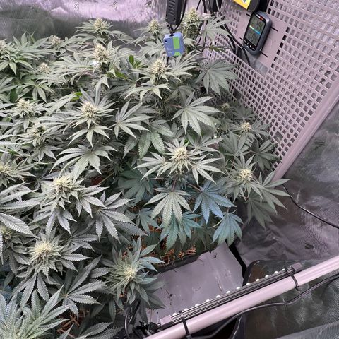  Bubble Gum x 88g13/hp #2 growlog timeline photo