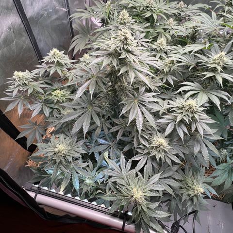  Bubble Gum x 88g13/hp #2 growlog timeline photo