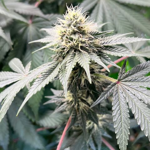  Bubble Gum x 88g13/hp #2 growlog timeline photo
