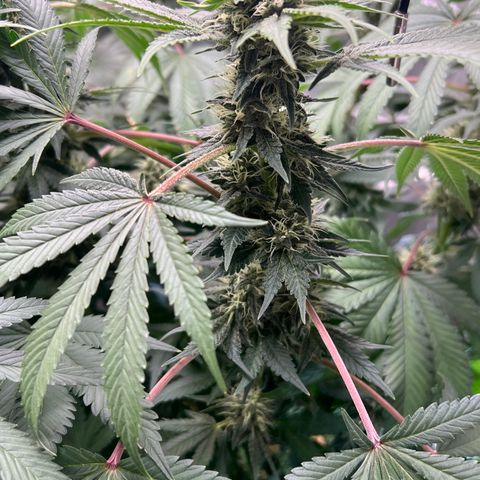  Bubble Gum x 88g13/hp #2 growlog timeline photo
